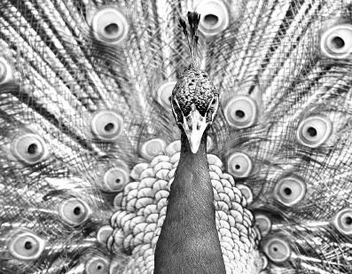 Иллюстрация к книге — Взламывая биологию [i_117.jpg]