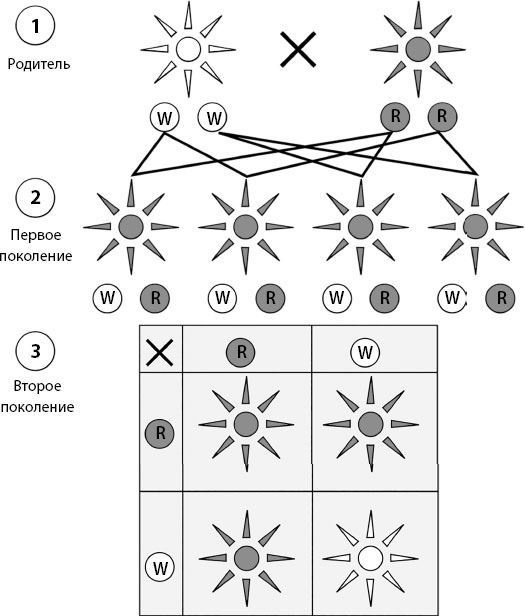 Иллюстрация к книге — Взламывая биологию [i_121.jpg]