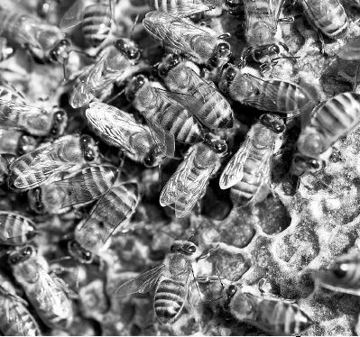 Иллюстрация к книге — Взламывая биологию [i_122.jpg]