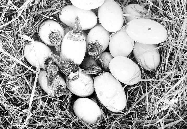 Иллюстрация к книге — Взламывая биологию [i_139.jpg]