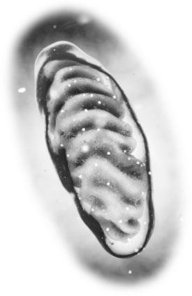 Иллюстрация к книге — Взламывая биологию [i_140.jpg]