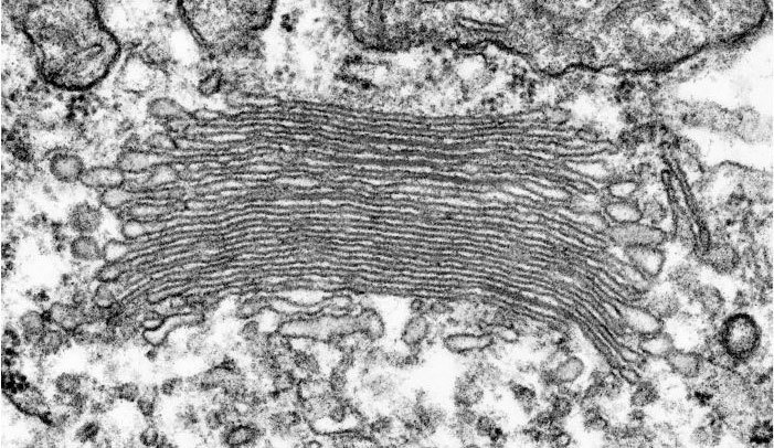 Иллюстрация к книге — Взламывая биологию [i_141.jpg]