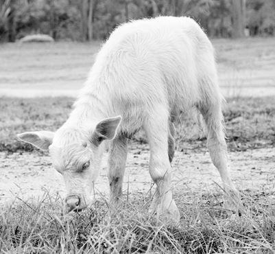 Иллюстрация к книге — Взламывая биологию [i_149.jpg]