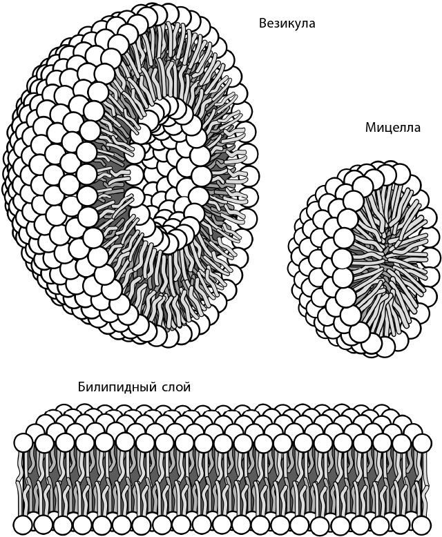 Иллюстрация к книге — Взламывая биологию [i_164.jpg]