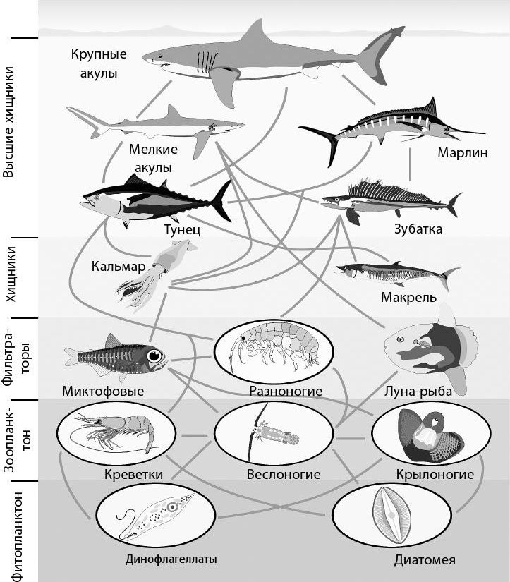 Иллюстрация к книге — Взламывая биологию [i_166.jpg]