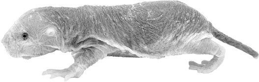 Иллюстрация к книге — Взламывая биологию [i_168.jpg]