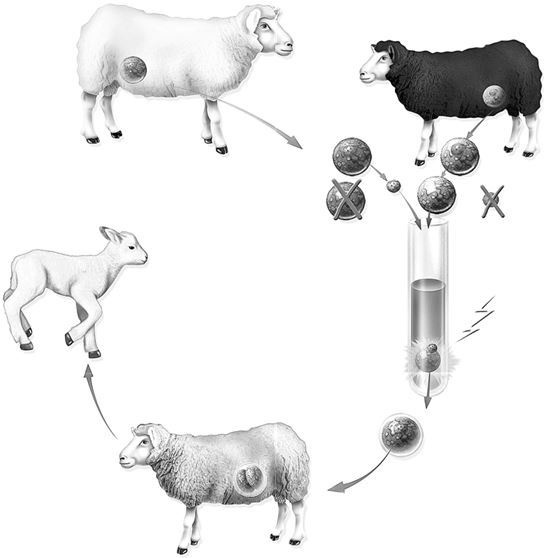 Иллюстрация к книге — Взламывая биологию [i_220.jpg]