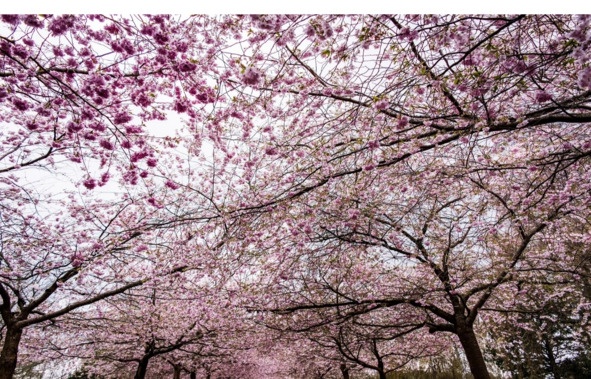 Иллюстрация к книге — Поэзия Басё. Перевод и смысл [image18_5dc5349393a3b10700161f10_jpg.jpg]