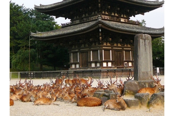 Иллюстрация к книге — Поэзия Басё. Перевод и смысл [image27_5dc53a5d93a3b10700161f29_jpg.jpg]