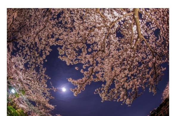 Иллюстрация к книге — Поэзия Басё. Перевод и смысл [image6_5dc52c4993a3b10700161eeb_jpg.jpg]