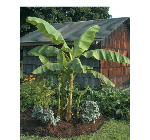 Иллюстрация к книге — Поэзия Басё. Перевод и смысл [image8_5dc52e1793a3b10700161ef6_jpg.jpg]