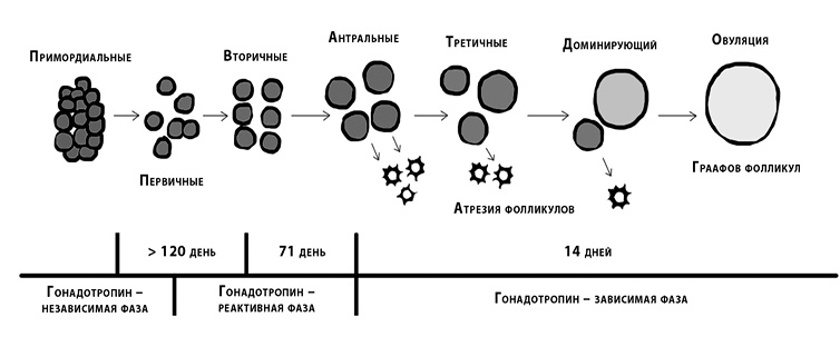 Иллюстрация к книге — Это все гормоны! [i_003.jpg]