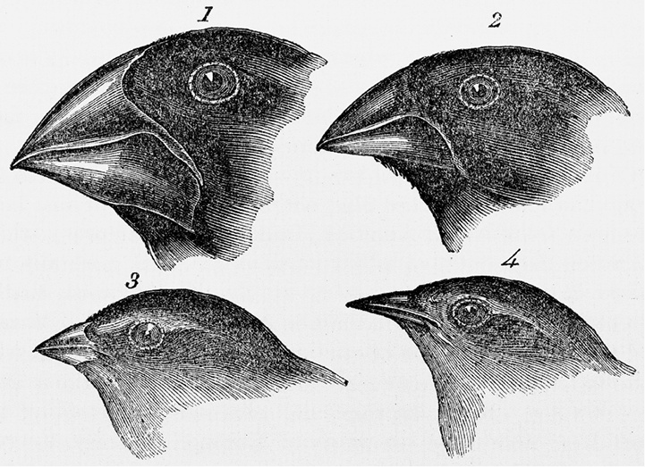 Иллюстрация к книге — Открытие природы [i_034.jpg]