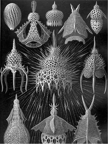 Иллюстрация к книге — Открытие природы [i_044.jpg]