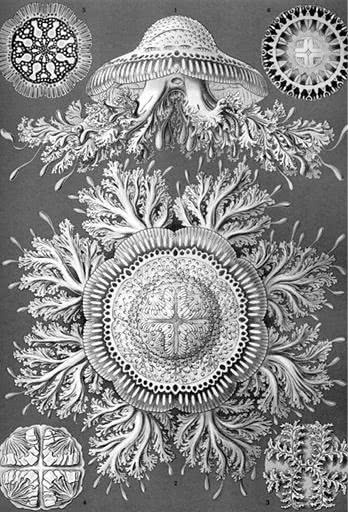 Иллюстрация к книге — Открытие природы [i_046.jpg]