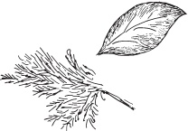 Иллюстрация к книге — Нежная магия Тосканы. Вино, коты и призраки [i_042.jpg]