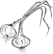 Иллюстрация к книге — Нежная магия Тосканы. Вино, коты и призраки [i_050.jpg]
