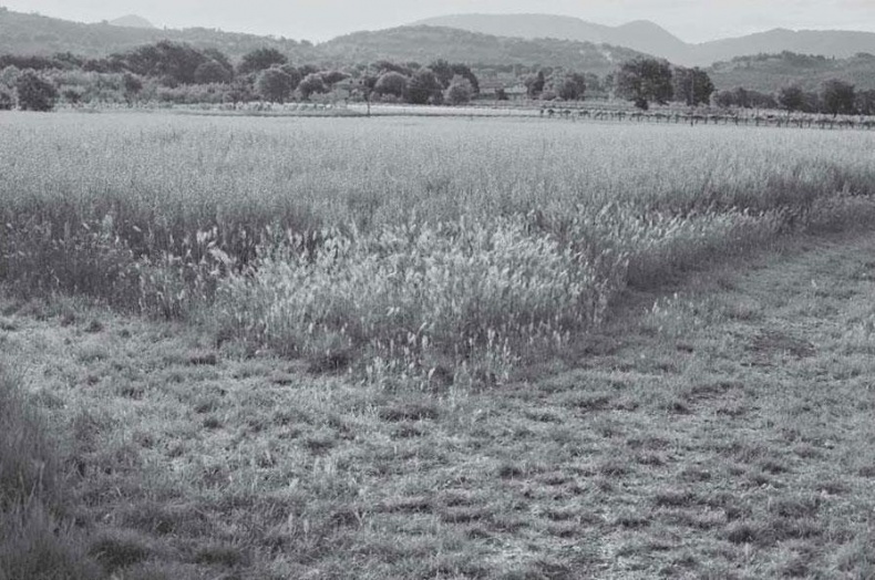 Иллюстрация к книге — Нежная магия Тосканы. Вино, коты и призраки [i_079.jpg]