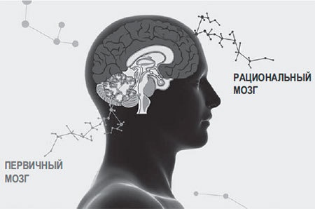 Иллюстрация к книге — Код убеждения. Как нейромаркетинг повышает продажи, эффективность рекламных кампаний и конверсию сайта [i_005.jpg]
