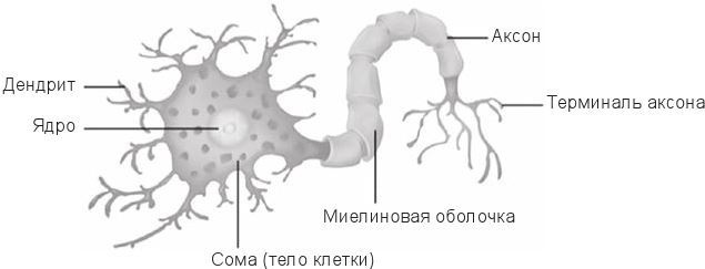 Иллюстрация к книге — Код убеждения. Как нейромаркетинг повышает продажи, эффективность рекламных кампаний и конверсию сайта [i_009.jpg]