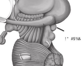 Иллюстрация к книге — Код убеждения. Как нейромаркетинг повышает продажи, эффективность рекламных кампаний и конверсию сайта [i_012.jpg]