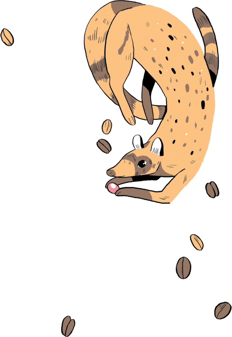 Иллюстрация к книге — Магия кофе. Полная энциклопедия [i_060.jpg]