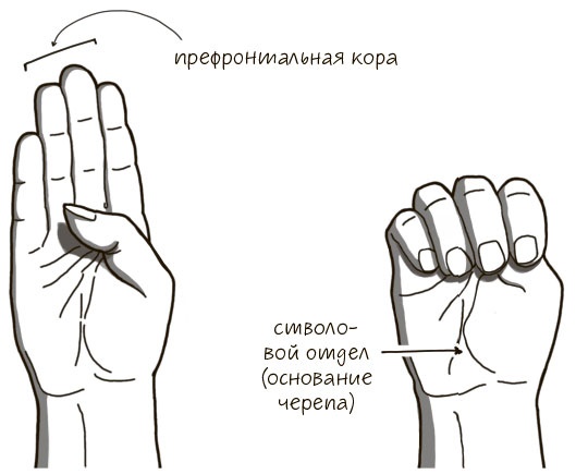 Иллюстрация к книге — Сознавание [i_020.jpg]