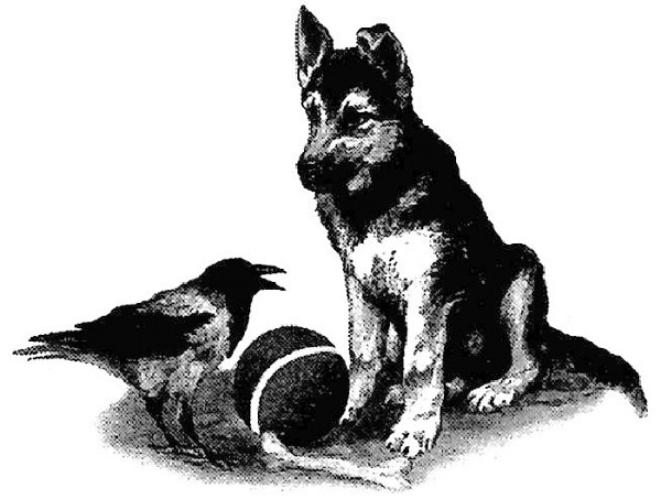 Иллюстрация к книге — Если у вас нет собаки… [i_001.jpg]