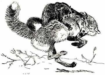 Иллюстрация к книге — Том в горах [i_009.jpg]