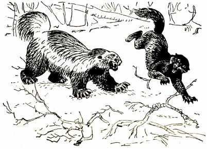 Иллюстрация к книге — Том в горах [i_017.jpg]