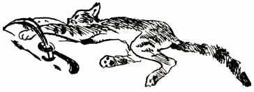 Иллюстрация к книге — Том в горах [i_021.jpg]