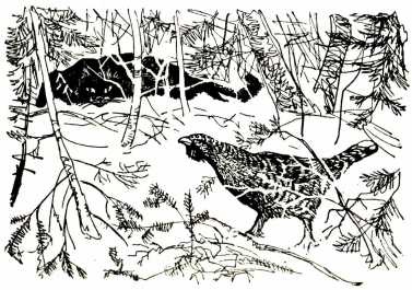 Иллюстрация к книге — Том в горах [i_026.jpg]