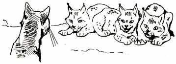 Иллюстрация к книге — Том в горах [i_027.jpg]