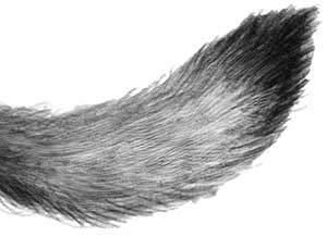 Иллюстрация к книге — День огня [i_003.jpg]