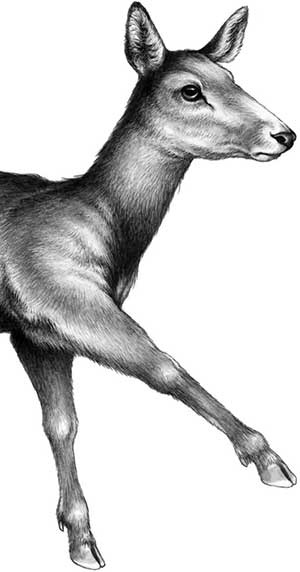 Иллюстрация к книге — День огня [i_007.jpg]