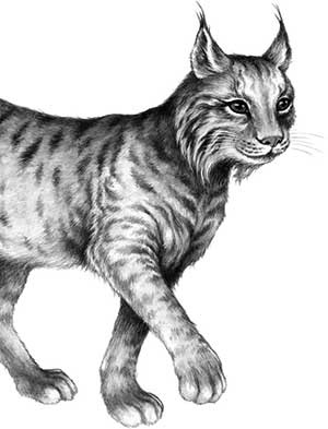 Иллюстрация к книге — День огня [i_017.jpg]