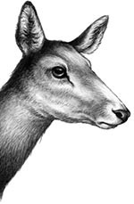 Иллюстрация к книге — День огня [i_020.jpg]