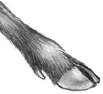 Иллюстрация к книге — День огня [i_022.jpg]