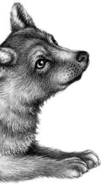 Иллюстрация к книге — День огня [i_029.jpg]