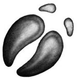 Иллюстрация к книге — День огня [i_059.jpg]