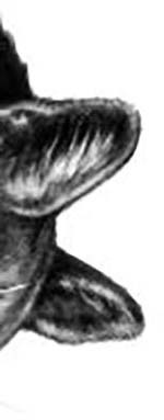 Иллюстрация к книге — День огня [i_093.jpg]