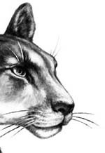 Иллюстрация к книге — День огня [i_108.jpg]