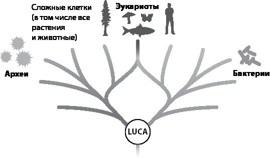 Иллюстрация к книге — Эволюция. От Дарвина до современных теорий [i_006.jpg]