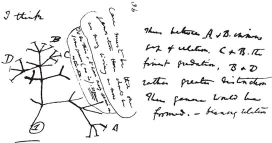 Иллюстрация к книге — Эволюция. От Дарвина до современных теорий [i_011.jpg]