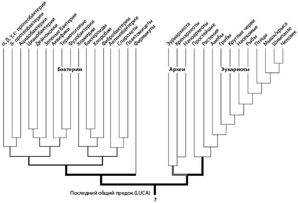 Иллюстрация к книге — Эволюция. От Дарвина до современных теорий [i_012.jpg]
