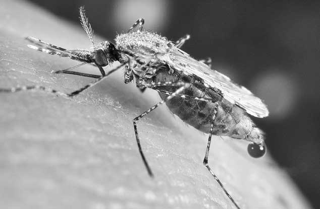 Иллюстрация к книге — Кровососы [i_002.jpg]