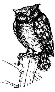 Иллюстрация к книге — Сара. Путешествие ребенка в мир безграничной радости (сборник) [i_007.jpg]