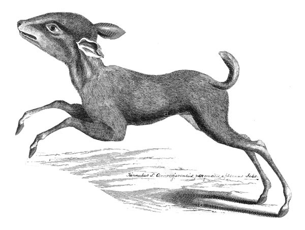 Иллюстрация к книге — Невеста призрака [i_008.jpg]