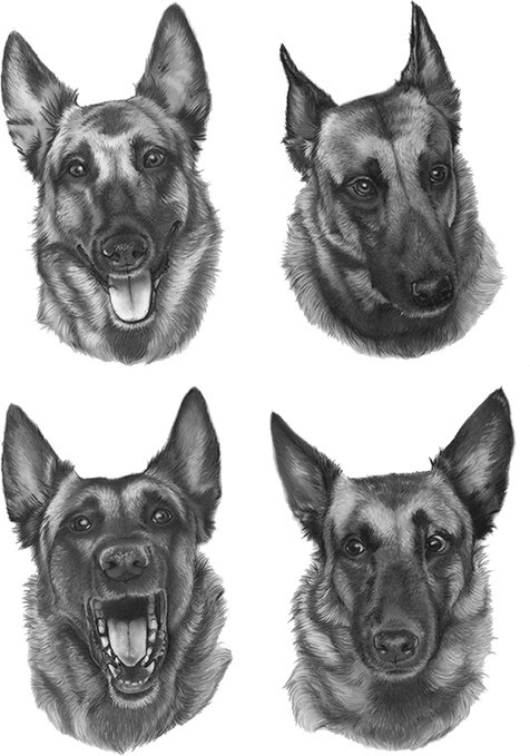 Иллюстрация к книге — Душа собаки. Как и почему ваша собака вас любит [i_009.jpg]