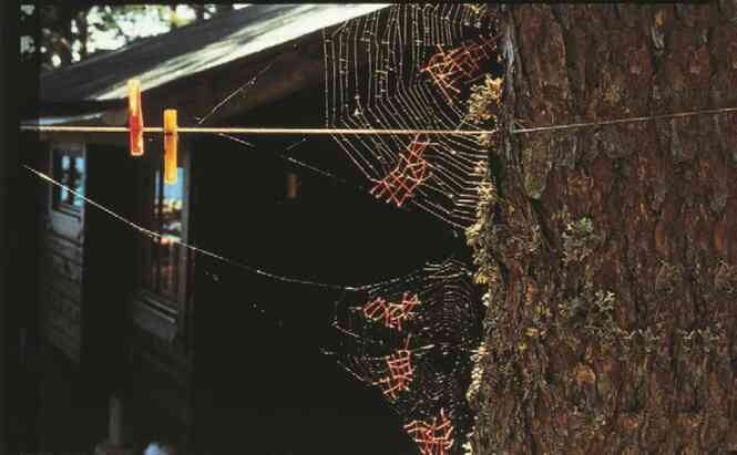 Иллюстрация к книге — Фотография как современное искусство [i_029.jpg]